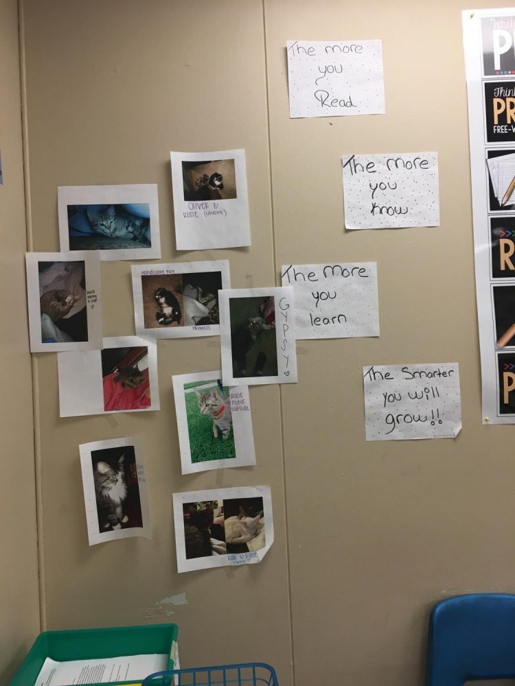 When students walk in the classroom, to the left they will find an arrangement of cat pictures. Last year in an English 3 class, Madison Blair told Ms. Hunter about her cats and proceeded to print out multiple pictures of them and put them on the wall. 