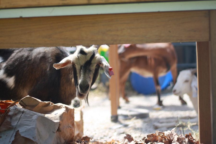 Amazing Graze: Goats Get to Work at PHS